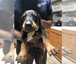 Small Photo #11 Doberman Pinscher Puppy For Sale in MIDLAND, GA, USA