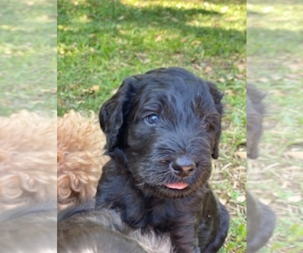 Medium Photo #9 Doodle-Goldendoodle Mix Puppy For Sale in DADE CITY, FL, USA