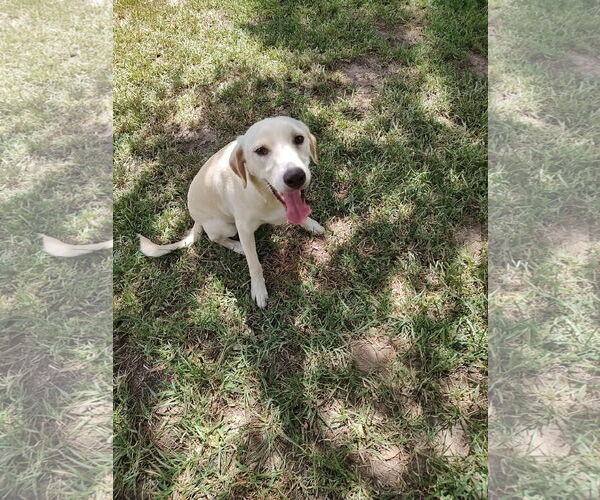 Medium Photo #8 Labrador Retriever-Unknown Mix Puppy For Sale in The Woodlands, TX, USA