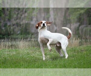 Jones - Male Mutt Dog for Adoption - Photo #2