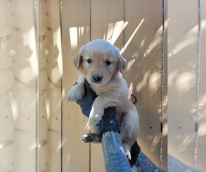 Medium Golden Retriever