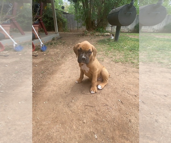 Medium Photo #5 Boxer Puppy For Sale in BROWNWOOD, TX, USA