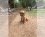 Small Photo #5 Boxer Puppy For Sale in BROWNWOOD, TX, USA