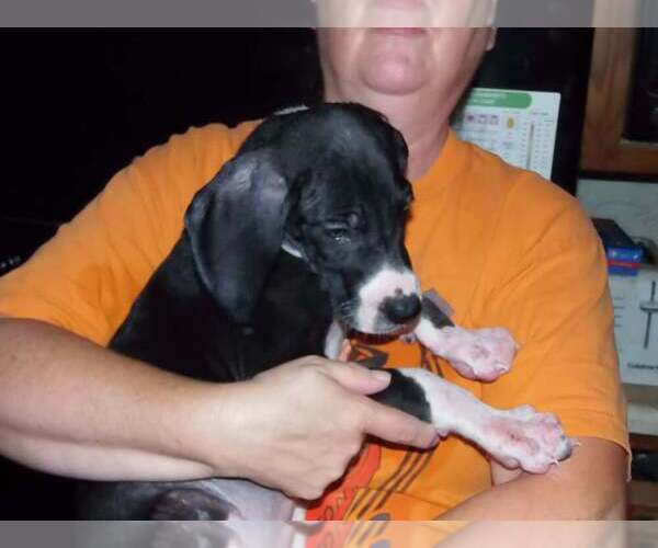 Medium Photo #9 Great Dane Puppy For Sale in SPRAGGS, PA, USA