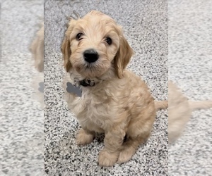 Goldendoodle Puppy for sale in OLPE, KS, USA