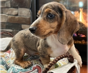 Dachshund Puppy for sale in NOBLESVILLE, IN, USA