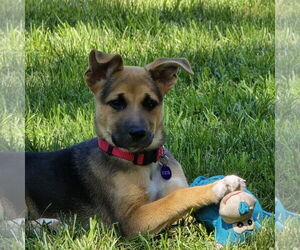 Mutt Dogs for adoption in Fargo, ND, USA