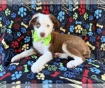 Small #7 Miniature Australian Shepherd