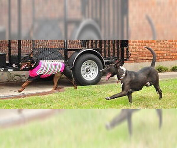 Medium Photo #39 Mutt Puppy For Sale in Houston, TX, USA