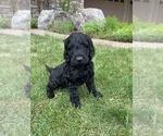 Small Photo #7 Labradoodle Puppy For Sale in ARVADA, CO, USA