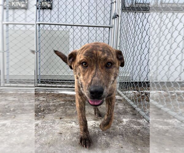 Medium Photo #3 Mutt Puppy For Sale in Calgary, Alberta, Canada