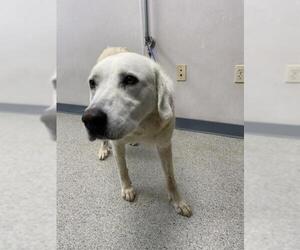 Great Pyrenees-Unknown Mix Dogs for adoption in Visalia, CA, USA