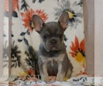 Small #3 French Bulldog