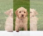 Small Photo #35 Goldendoodle Puppy For Sale in LITTLE FLOCK, AR, USA