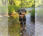 Small Photo #4 Rottweiler Puppy For Sale in Hillsboro, NH, USA