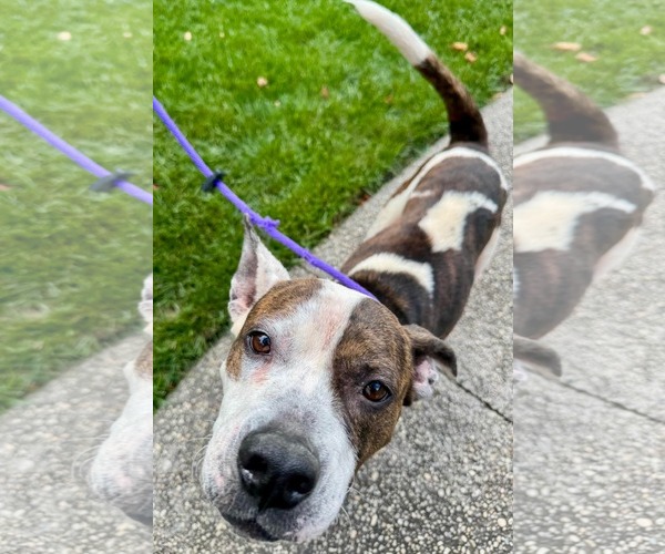 Medium Photo #3 Mutt Puppy For Sale in Germantown, OH, USA