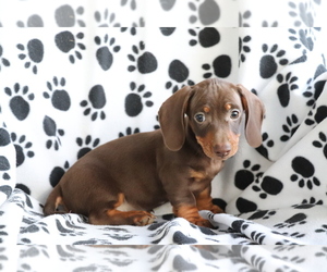 Dachshund Puppy for sale in SHILOH, OH, USA