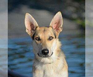 Harrison - Male German Shepherd Dog Dog for Adoption - Photo #21