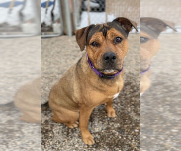 Medium Photo #9 Mutt Puppy For Sale in Bemidji, MN, USA