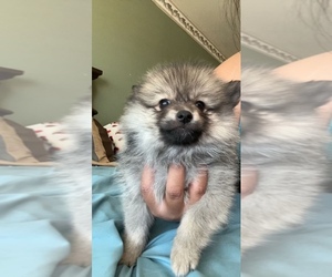 Pomeranian Puppy for sale in HESPERIA, CA, USA