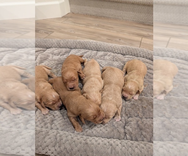 Medium Photo #3 English Cream Golden Retriever Puppy For Sale in SACRAMENTO, CA, USA