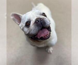 French Bulldog Dogs for adoption in Aurora, CO, USA