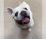 Small French Bulldog