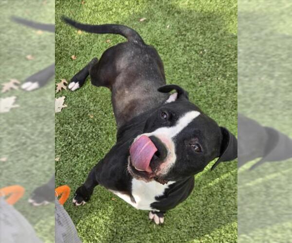 Medium Photo #2 American Pit Bull Terrier Puppy For Sale in Derwood, MD, USA