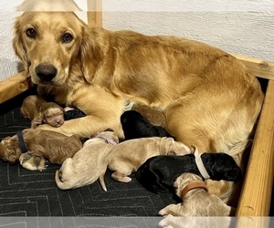 Mother of the Goldendoodle puppies born on 10/29/2022