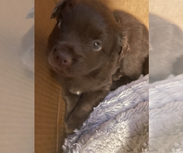 Medium Photo #4 F2 Aussiedoodle-Miniature Australian Shepherd Mix Puppy For Sale in ASHUELOT, NH, USA