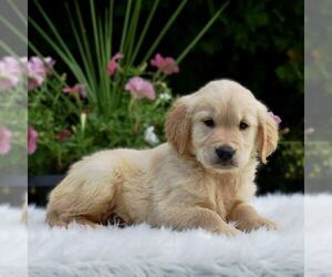 Golden Retriever Puppy for sale in NEWPORT, PA, USA