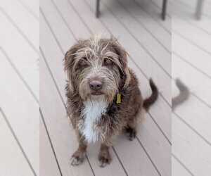 Mutt Dogs for adoption in Sandy, UT, USA