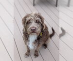 Small Mutt