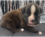 Image preview for Ad Listing. Nickname: AKC Atlas