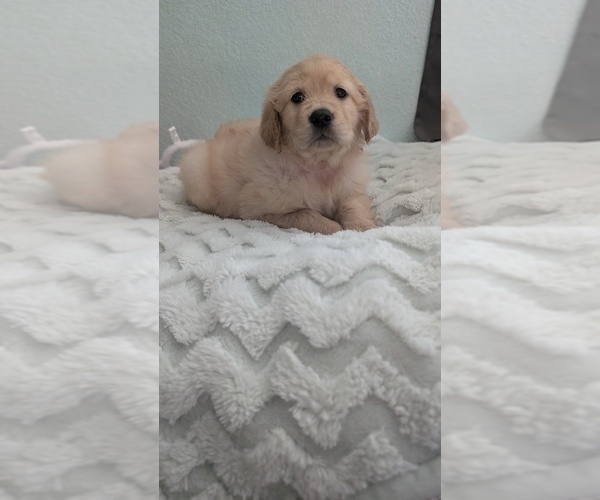 Medium Photo #14 Golden Retriever Puppy For Sale in MODESTO, CA, USA