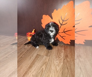 Maltese Puppy for sale in LAPEER, MI, USA