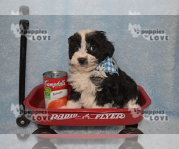 Medium Photo #2 Aussiedoodle Puppy For Sale in SANGER, TX, USA