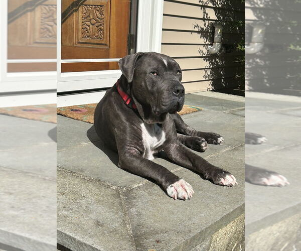 Medium Photo #39 American Staffordshire Terrier-Unknown Mix Puppy For Sale in Brewster, NY, USA