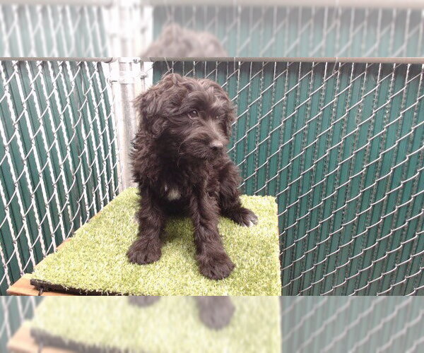 Medium Photo #1 Mutt Puppy For Sale in Downey, CA, USA