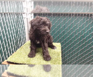 Mutt Dogs for adoption in Downey, CA, USA