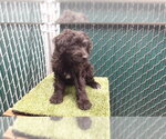 KENNY - Male Mutt Dog for Adoption - Small photo