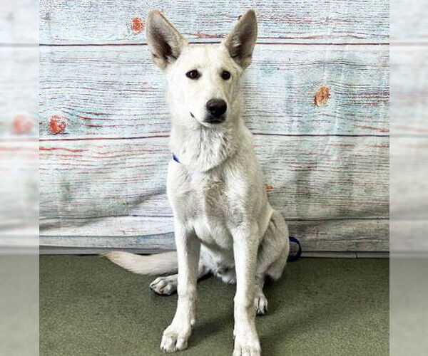 Medium Photo #2 - Mix Puppy For Sale in Phoenix, AZ, USA