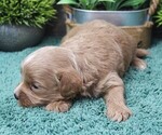 Small #2 Cavapoo (Miniature)
