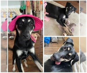 Labrador Retriever-Unknown Mix Dogs for adoption in San Antonio, TX, USA
