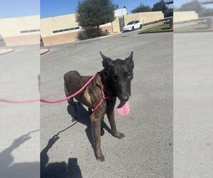 Mutt Dogs for adoption in Riverside, CA, USA