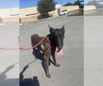 CAILLOU - Male Mutt Dog for Adoption - Small photo