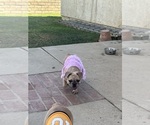 Small #1 French Bulldog