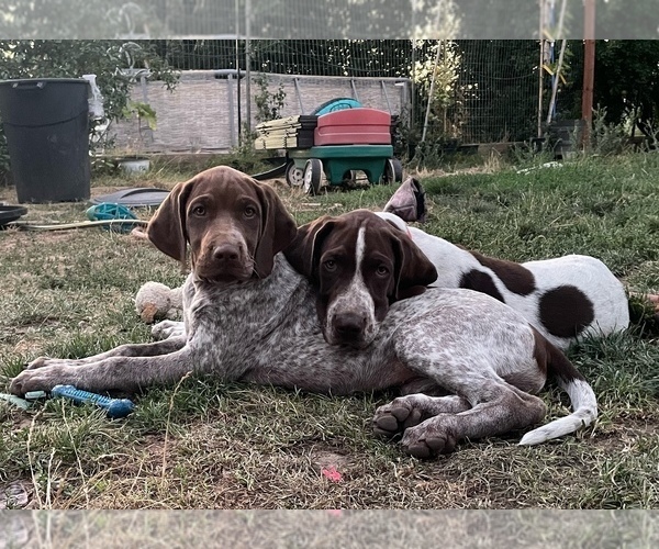 Medium Photo #2 Pointer Puppy For Sale in SACRAMENTO, CA, USA