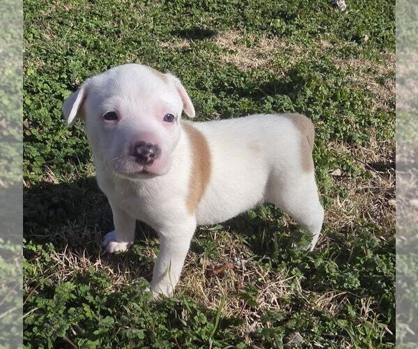 Medium Photo #1 Australian Shepherd-Unknown Mix Puppy For Sale in OKLAHOMA CITY, OK, USA