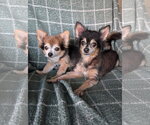 Scruffy & Zeus- bonded pair - Male Chihuahua-Unknown Mix Dog for Adoption - Small photo